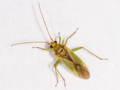 Orthotylus bilineatus